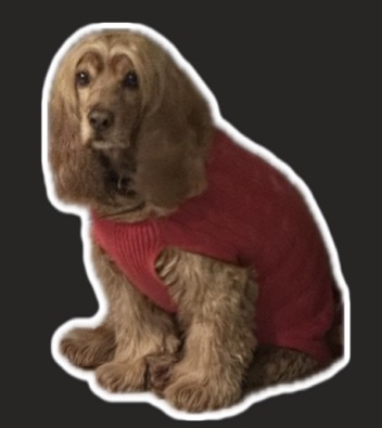Perrito con suéter rojo